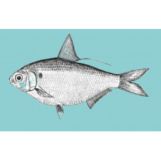 Western Pacific gizzard shad