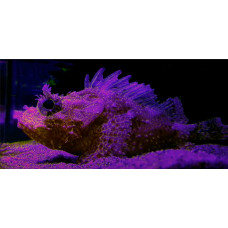 Western scorpionfish