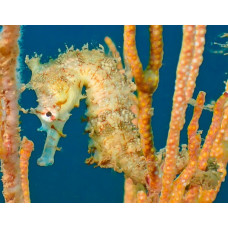 Western spiny seahorse