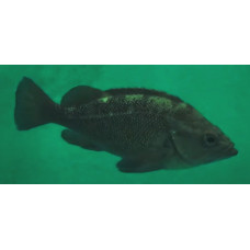 White-edged rockfish