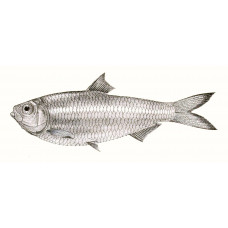 White sardine