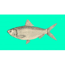 White sardinella