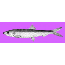 White Sea herring