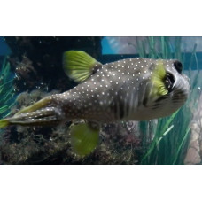 White-spotted puffer