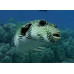 White-spotted puffer