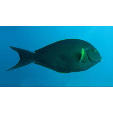 Whitefin surgeonfish