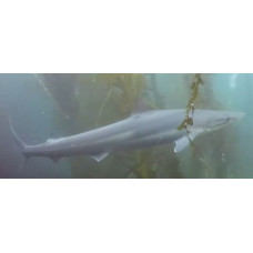 Whitefin topeshark