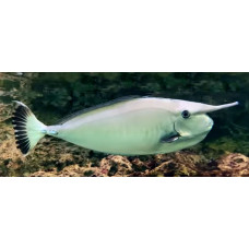 Whitemargin unicornfish