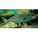 Whitemargin unicornfish