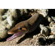 Whitespotted moray