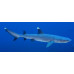 Whitetip reef shark
