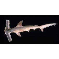 Winghead shark