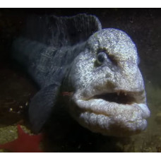 Wolf eel