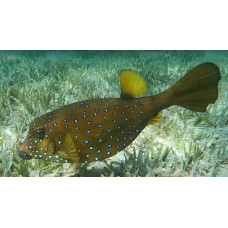 Yellow boxfish