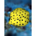 Yellow boxfish