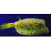 Yellow boxfish