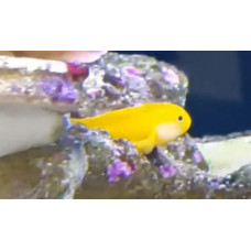 Yellow clown goby