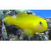 Yellow clown goby