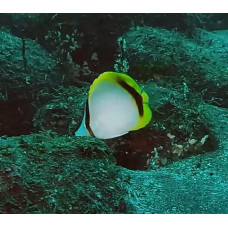 Yellow-dotted butterflyfish