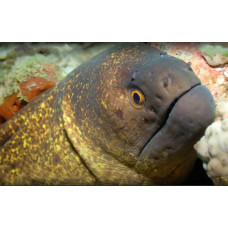 Yellow-edged moray