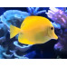 Yellow tang