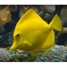 Yellow tang