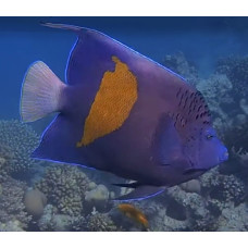 Yellowbar angelfish