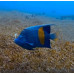 Yellowbar angelfish