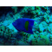 Yellowbar angelfish