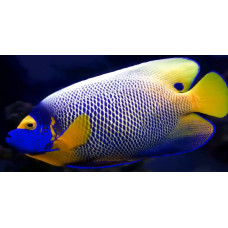 Yellowface angelfish