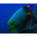 Yellowface angelfish