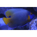 Yellowface angelfish