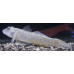 Yellowfin goby