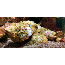 Yellowfin scorpionfish