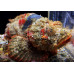 Yellowfin scorpionfish