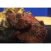 Yellowfin scorpionfish