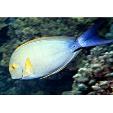 Yellowfin surgeonfish