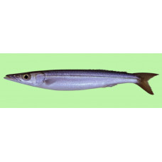 Yellowstripe barracuda