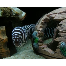 Zebra moray