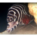 Zebra moray