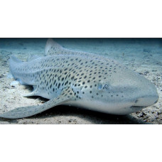 Zebra shark