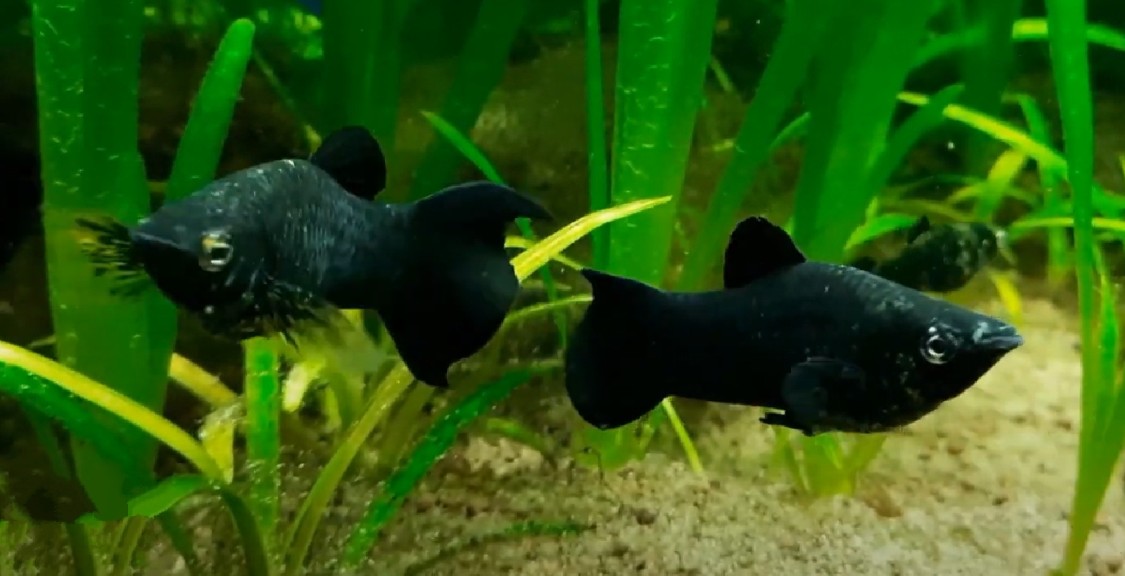 Black Molly fish