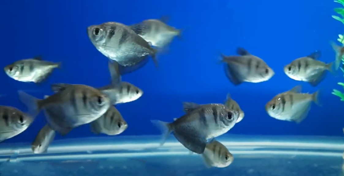 Black tetra fish