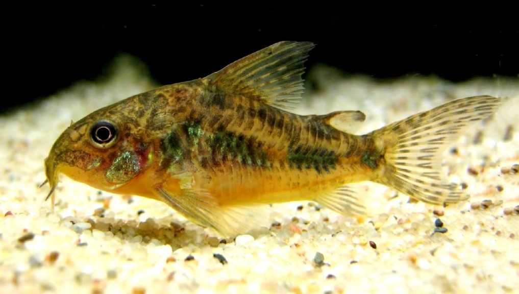 Blue leopard corydoras