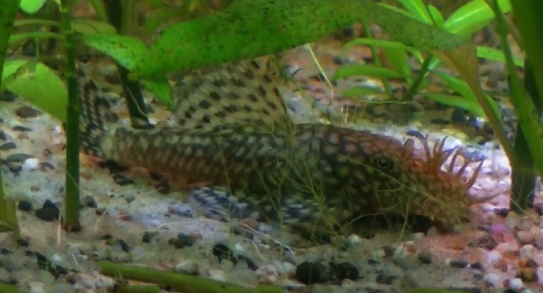 Bushymouth catfish