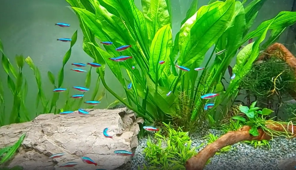 Cardinal tetra fish
