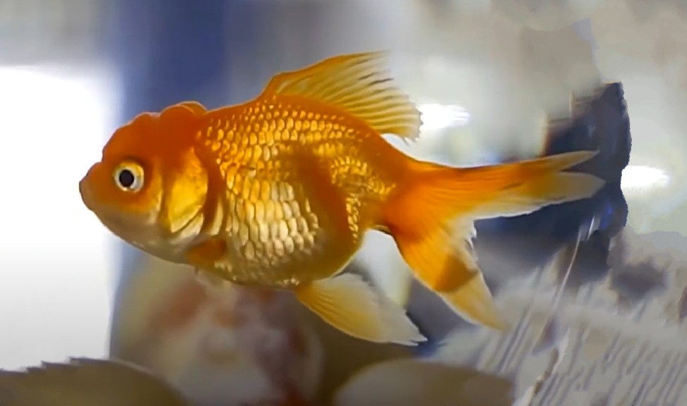 Goldfish