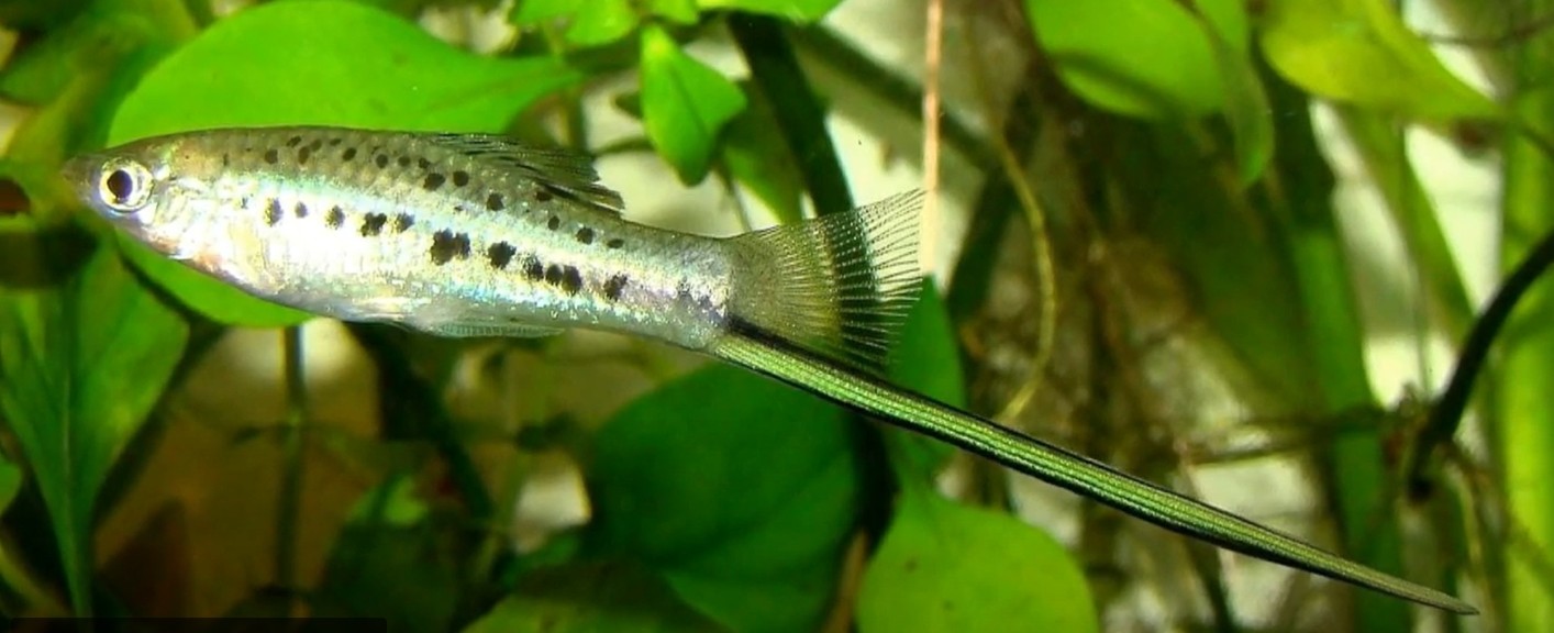 Green swordtail fish