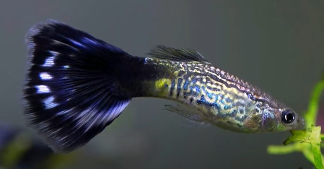 Guppy fish