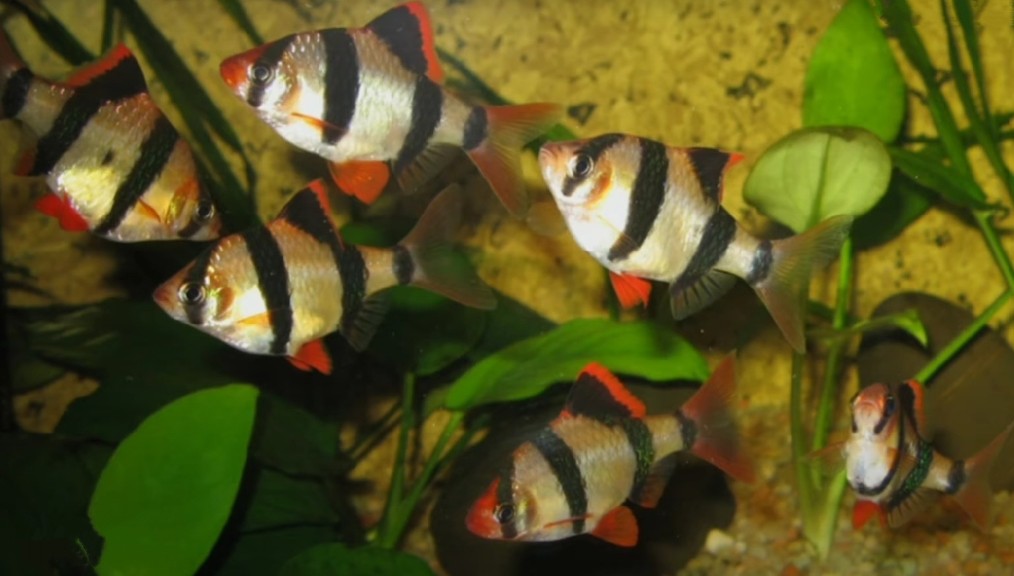 Sumatra barb fish
